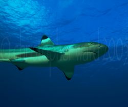 Moorea, French Polynesia. Blacktip shark, 18mm dual strobe. by Christopher Ward 